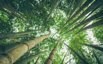7 Reasons Why You’ll Love Bamboo Baby Wear